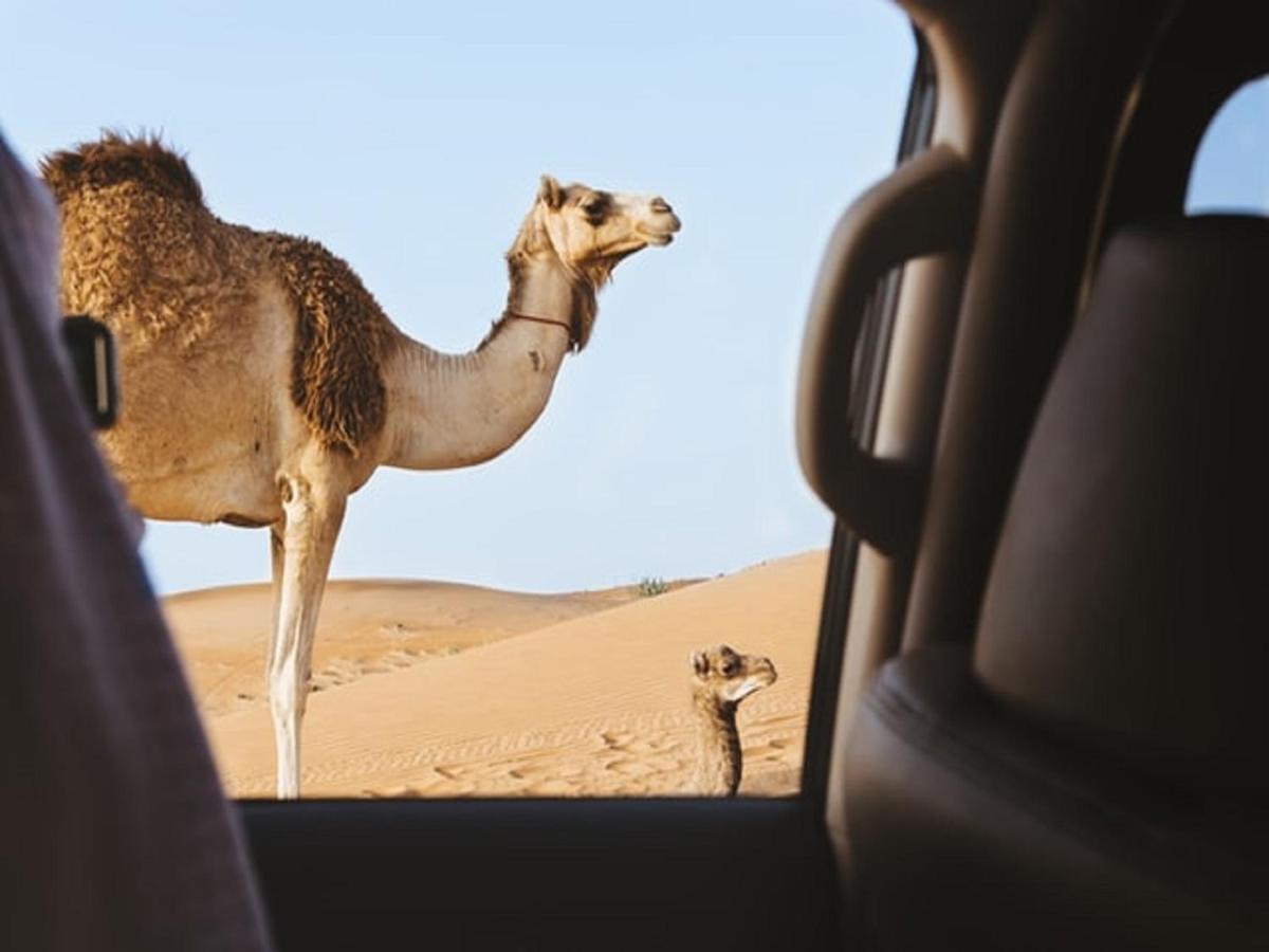 M'Hamid Desert Camp Tours Kültér fotó